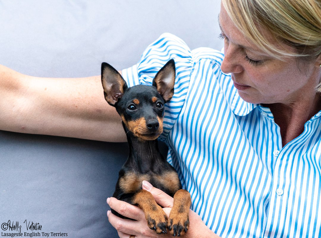 english-toy-terrier-lasagesse-alice-004 copy