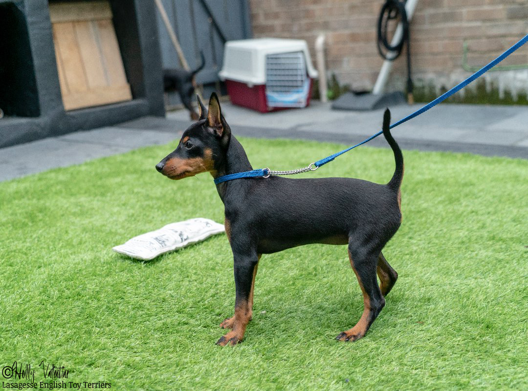 english-toy-terrier-lasagesse-alice-005 copy
