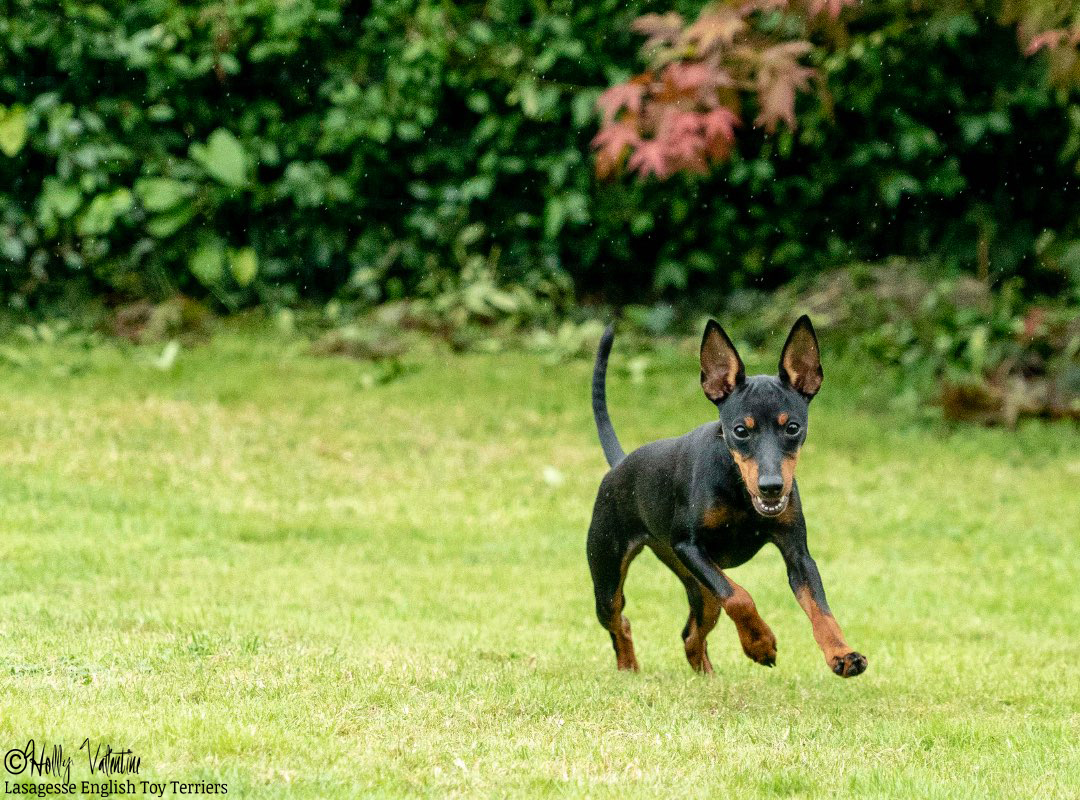 english-toy-terrier-lasagesse-alice-006 copy