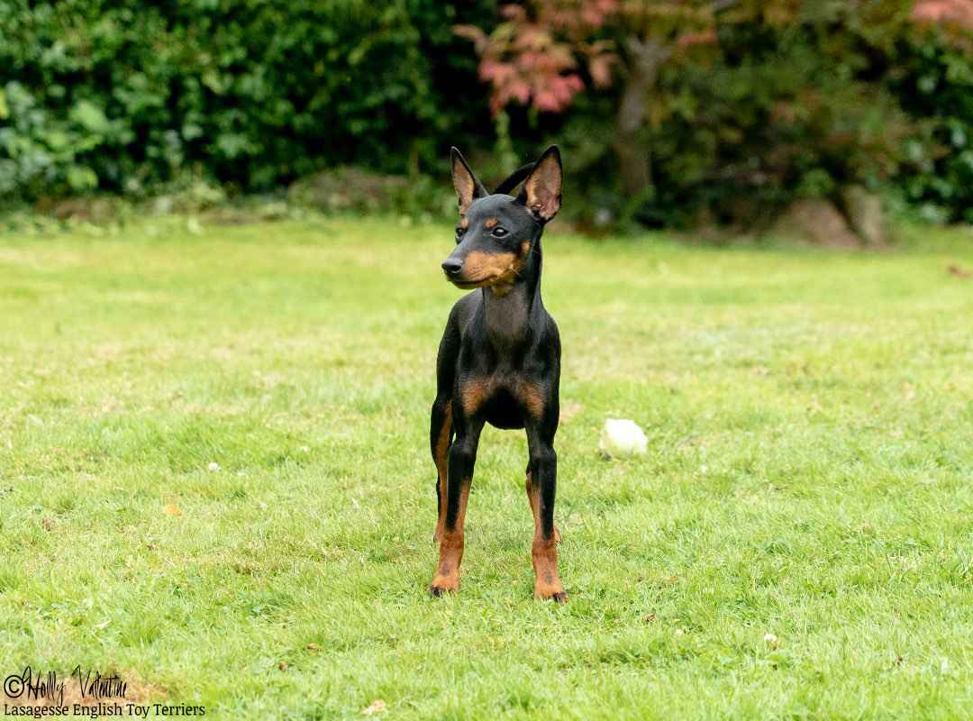 english-toy-terrier-lasagesse-alice-007 copy