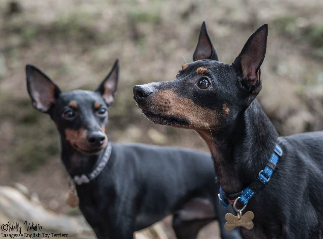 english-toy-terrier-lasagesse-bentley-001 copy