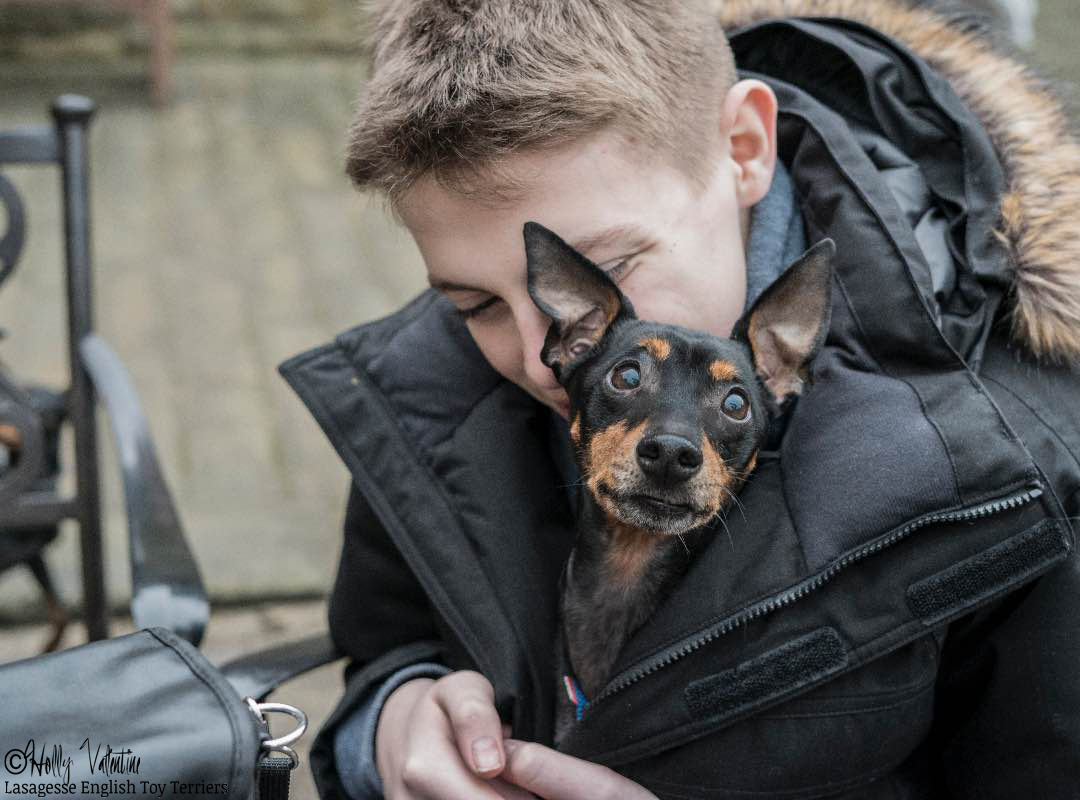 english-toy-terrier-lasagesse-bentley-002 copy