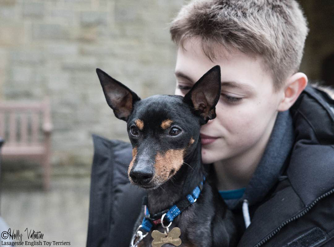 english-toy-terrier-lasagesse-bentley-003 copy