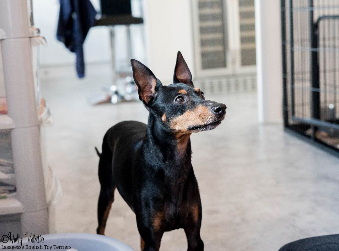 english-toy-terrier-lasagesse-bentley-004 copy