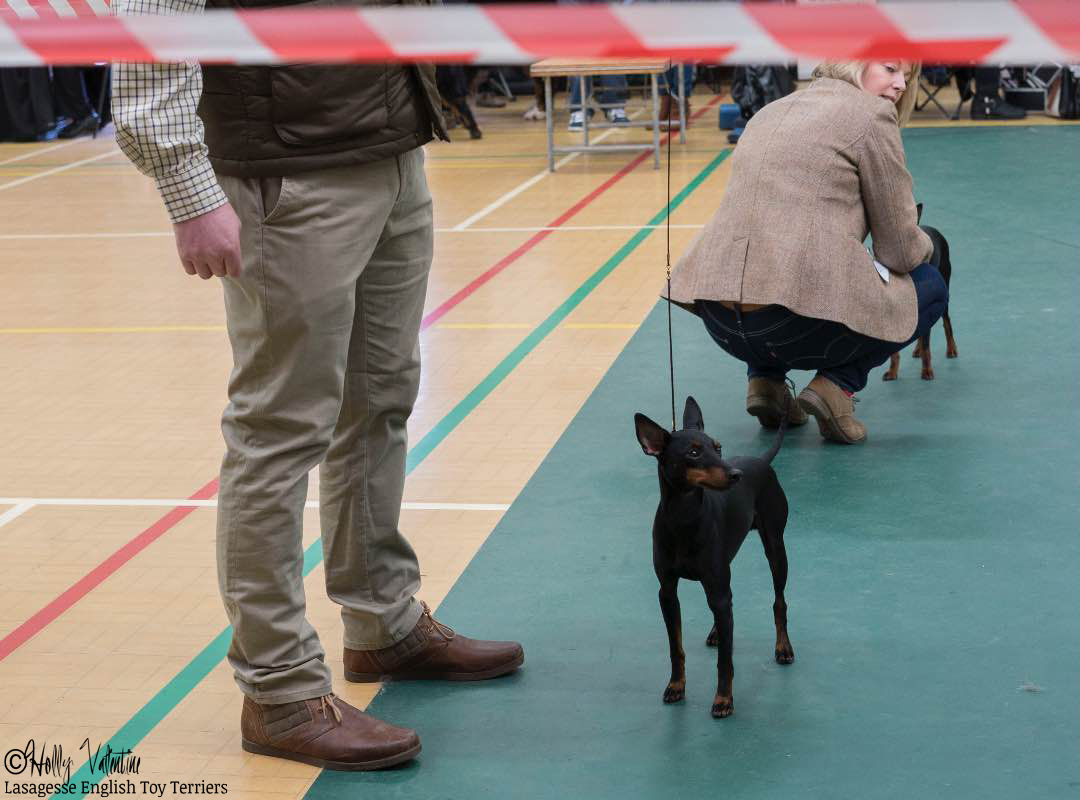 english-toy-terrier-lasagesse-echo-show-001 copy