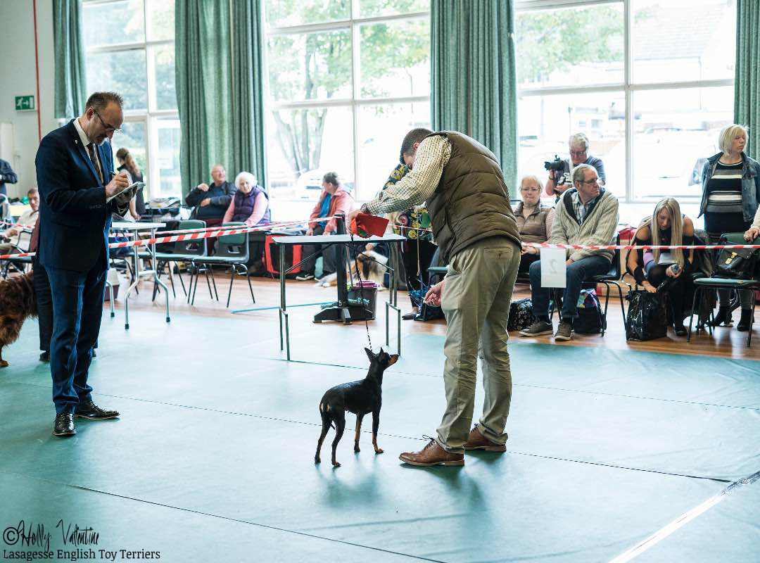english-toy-terrier-lasagesse-esme-show-001 copy