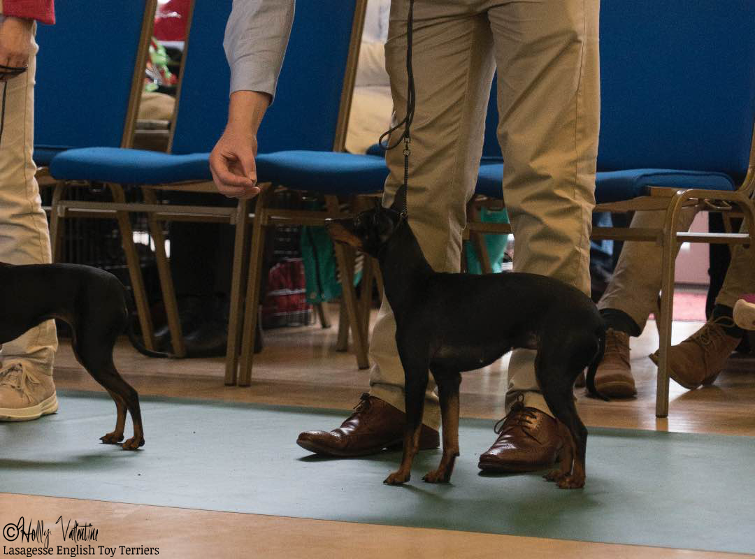 english-toy-terrier-lasagesse-esme-show-002 copy