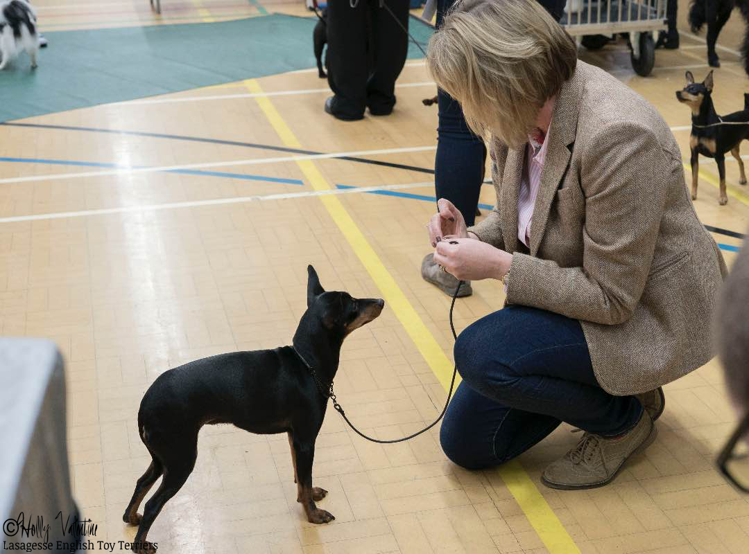 english-toy-terrier-lasagesse-esme-show-004 copy