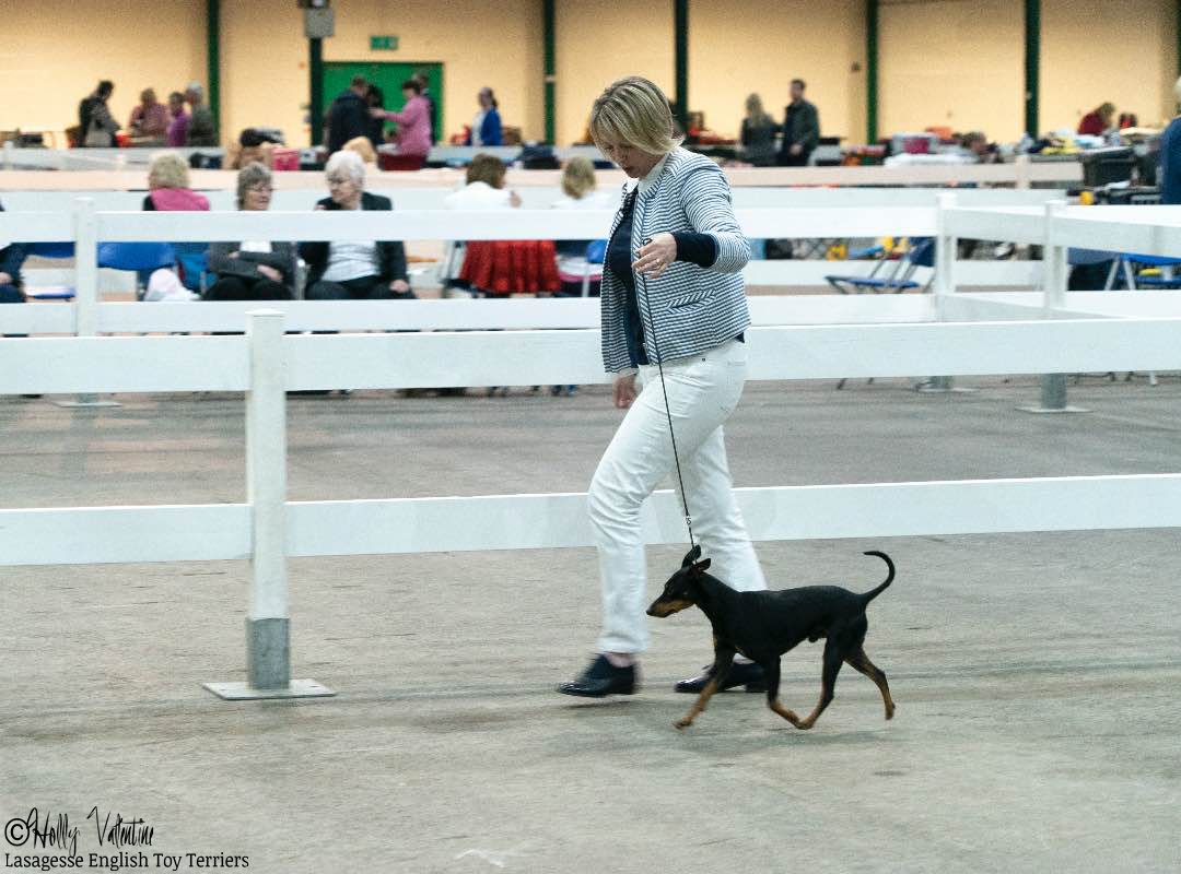 english-toy-terrier-lasagesse-fred-show-001 copy