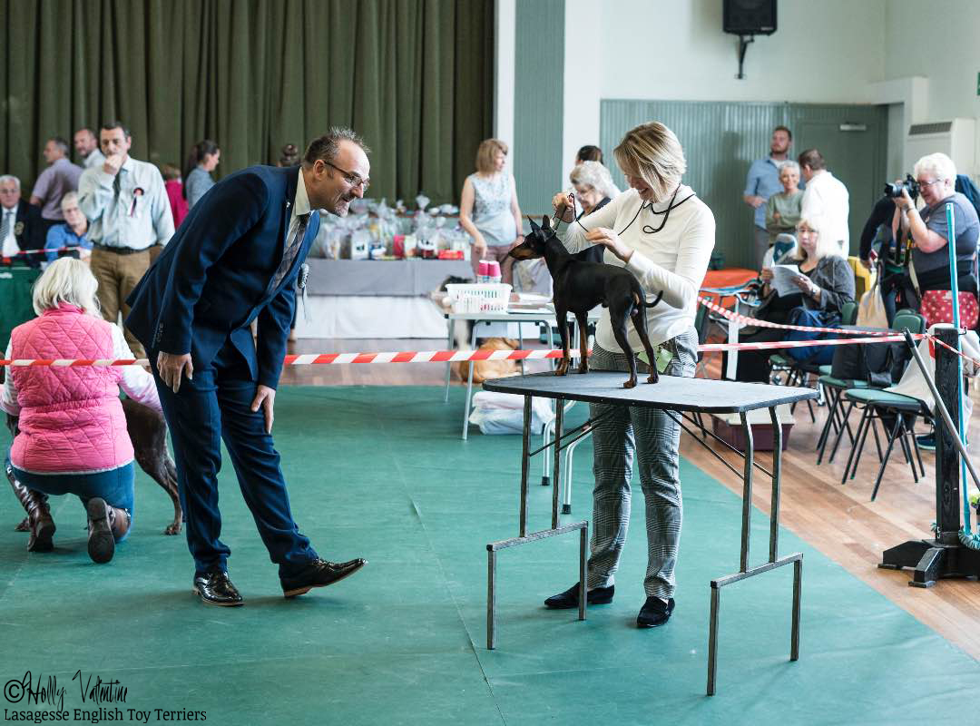 english-toy-terrier-lasagesse-fred-show-002 copy