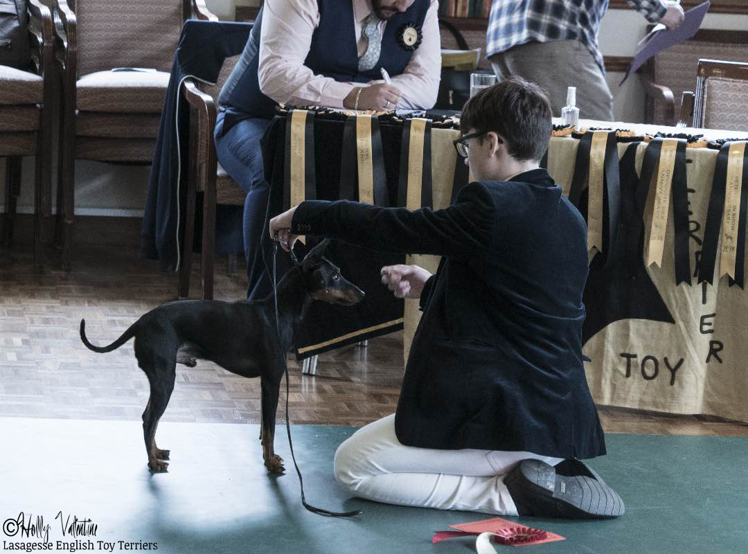 english-toy-terrier-lasagesse-fred-show-006 copy