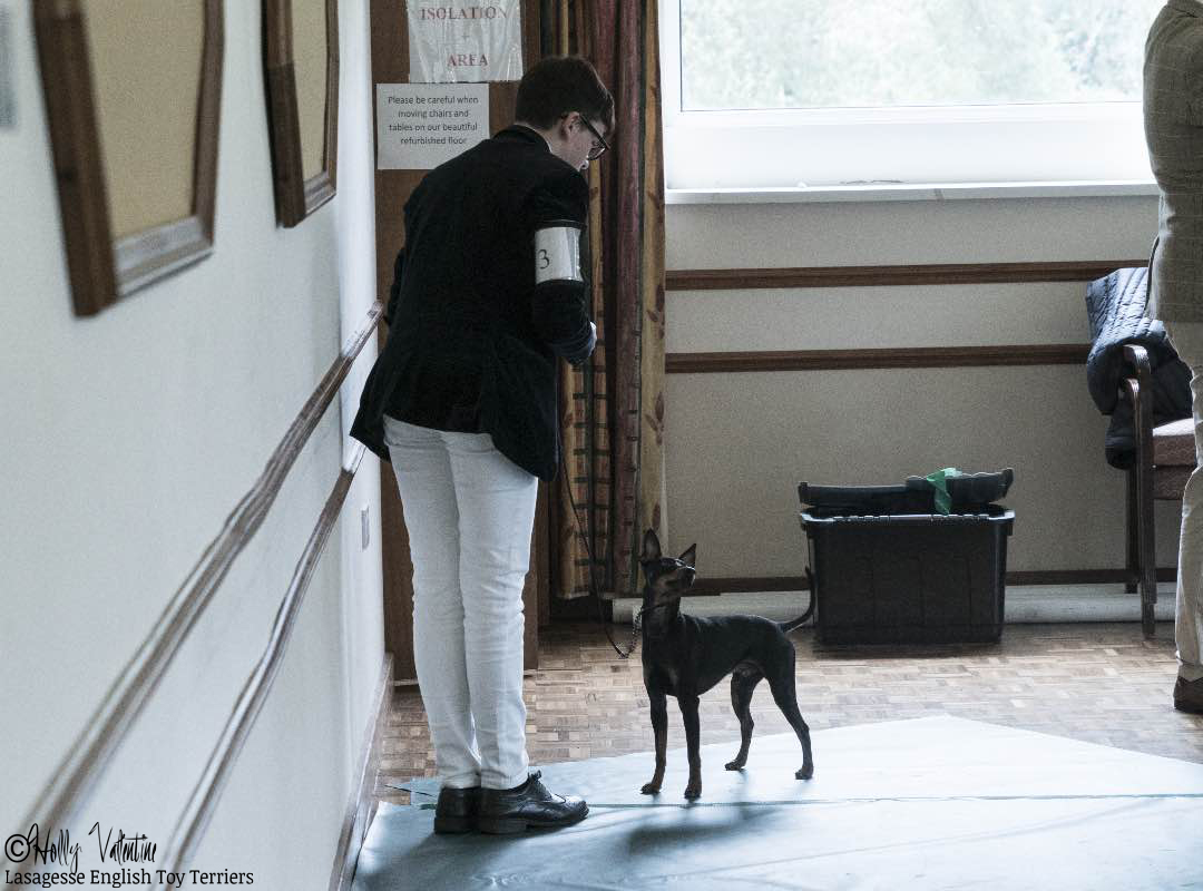 english-toy-terrier-lasagesse-fred-show-008 copy