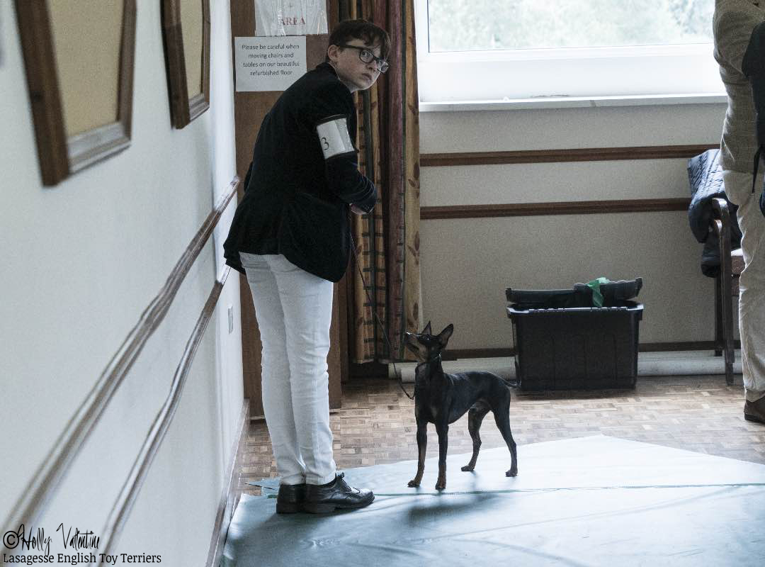 english-toy-terrier-lasagesse-fred-show-009 copy