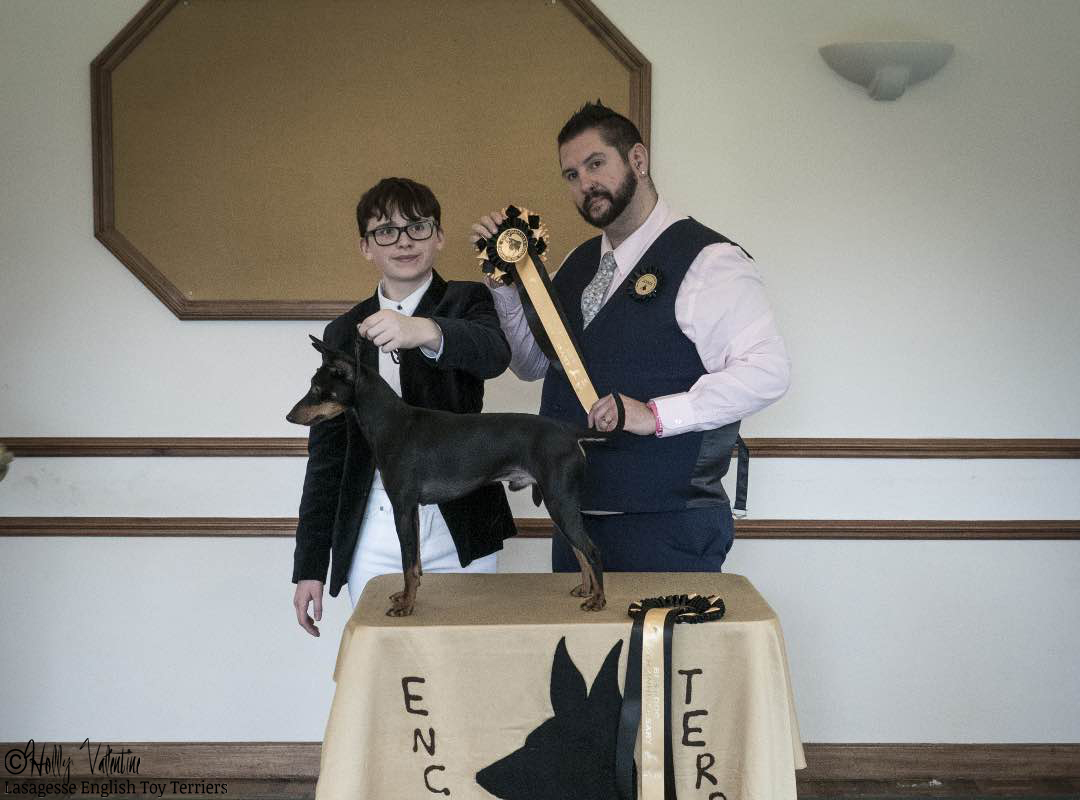 english-toy-terrier-lasagesse-fred-show-010 copy