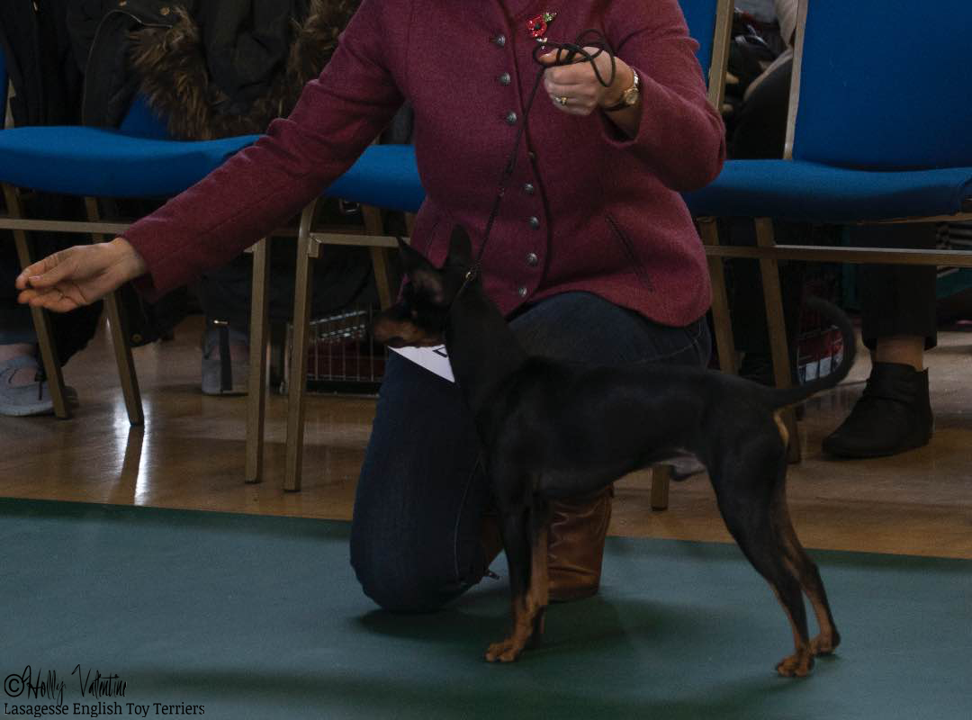 english-toy-terrier-lasagesse-fred-show-012 copy