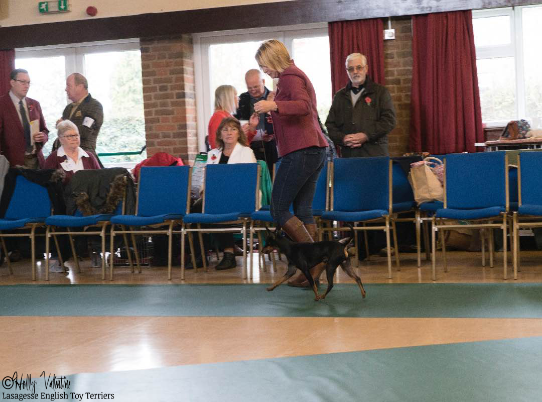 english-toy-terrier-lasagesse-fred-show-013 copy