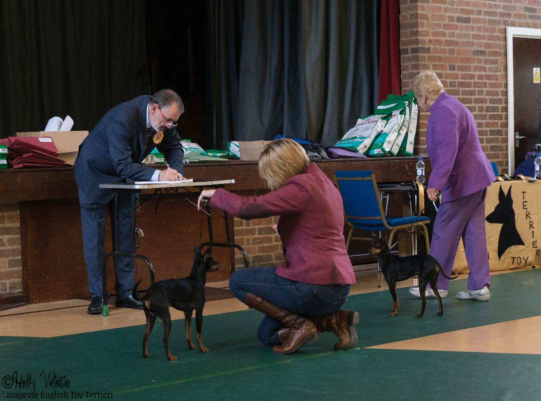 english-toy-terrier-lasagesse-fred-show-015 copy