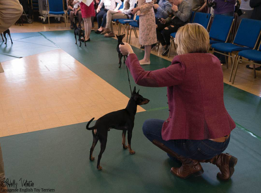 english-toy-terrier-lasagesse-fred-show-016 copy