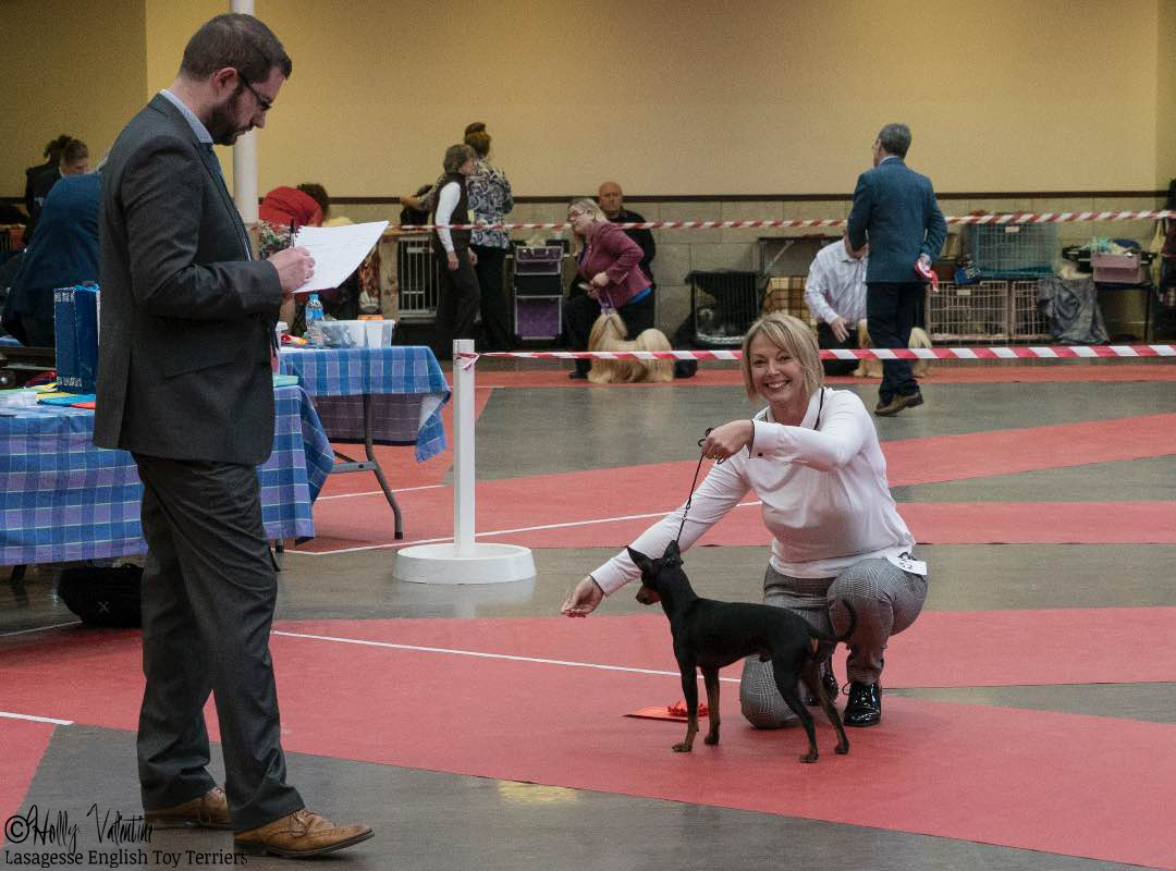 english-toy-terrier-lasagesse-fred-show-018 copy