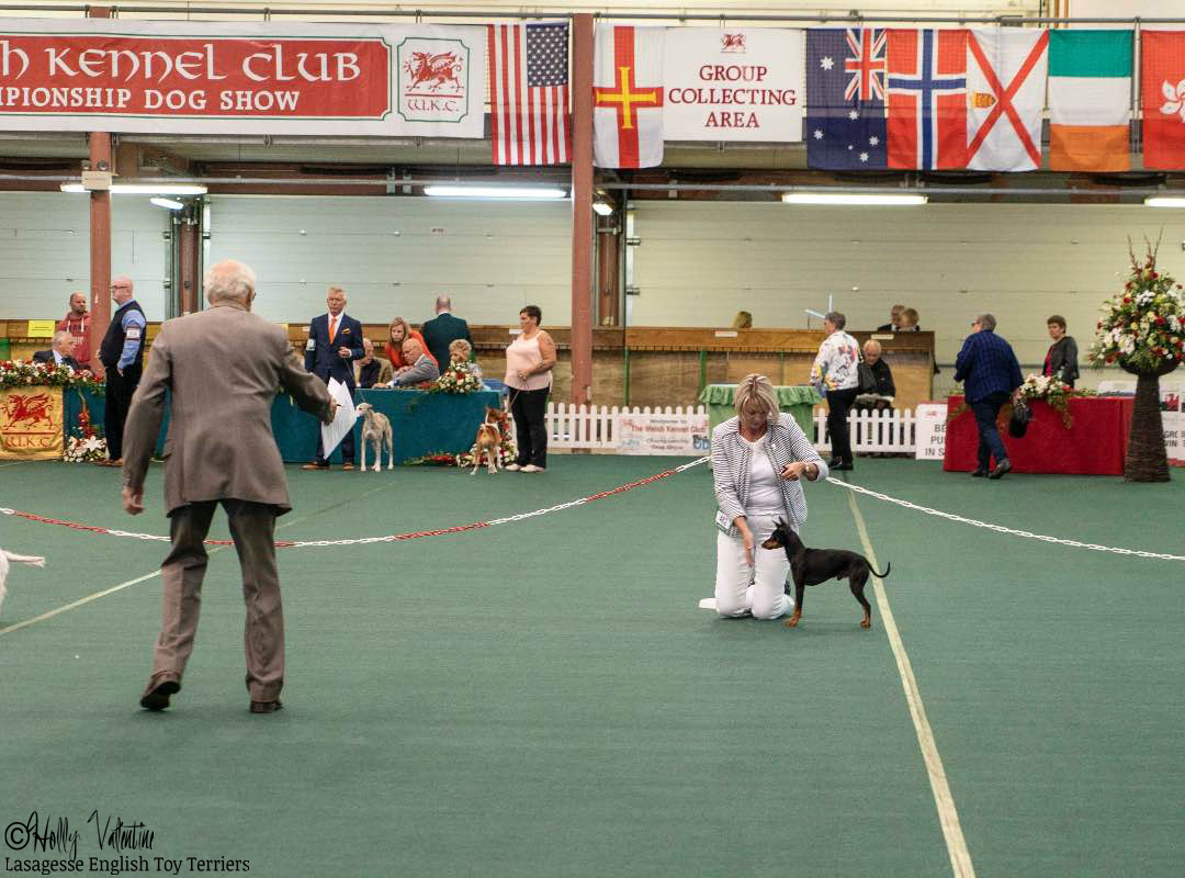 english-toy-terrier-lasagesse-fred-show-021 copy