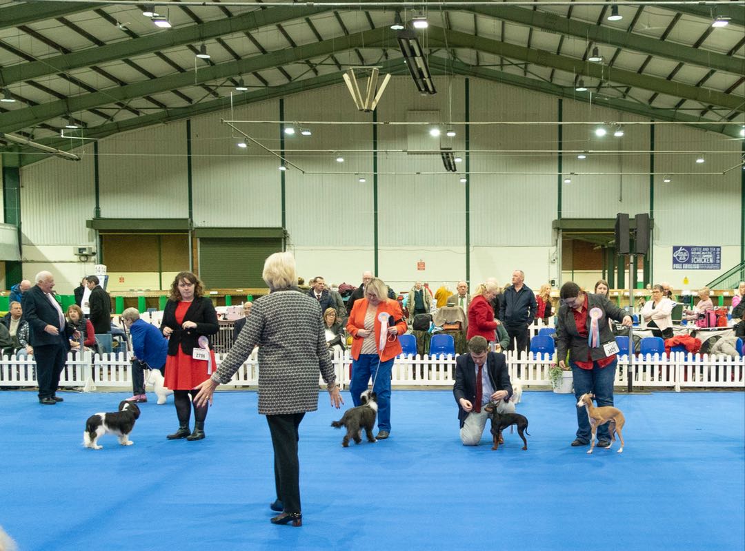 gallery-manchester-champ-show-005