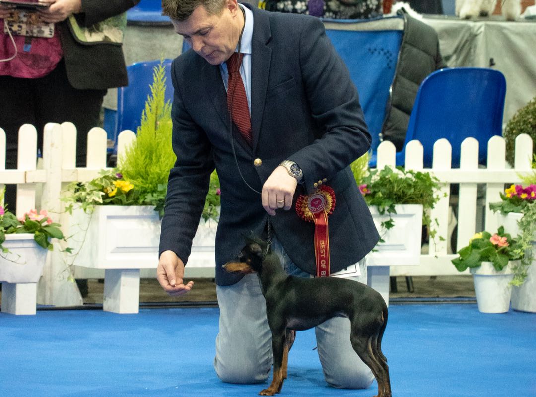 gallery-manchester-champ-show-008